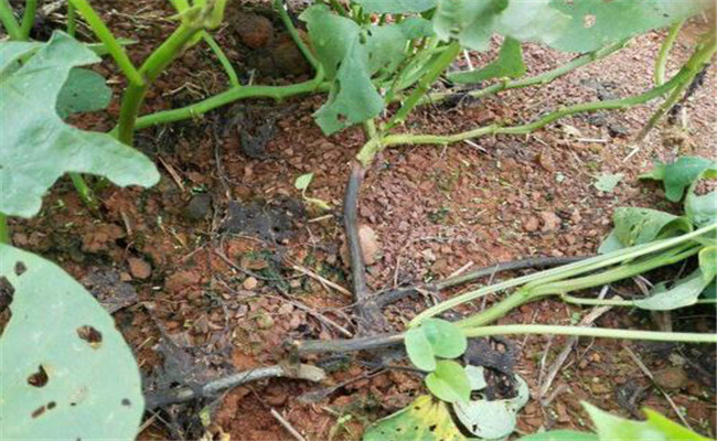 甘薯根腐病症状与传播途径 甘薯根腐病防治方法