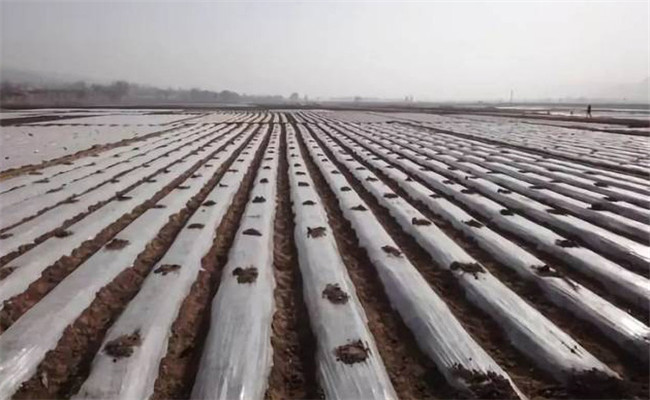甘薯地膜覆盖栽培技术，甘薯地膜覆盖栽培方法