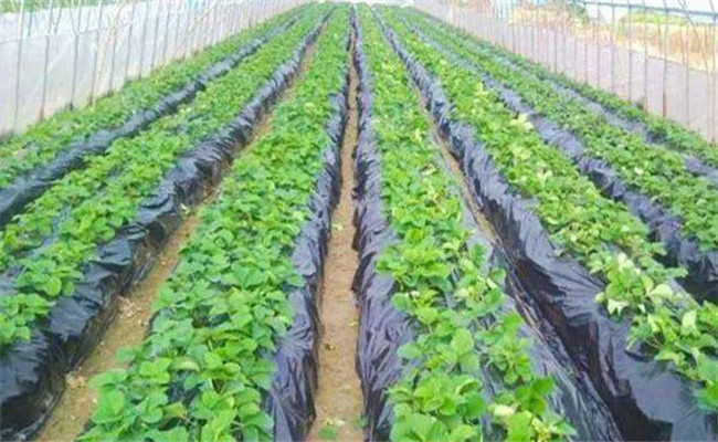 甘薯地膜覆盖栽培技术，甘薯地膜覆盖栽培方法