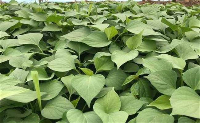 怎样进行甘薯的合理追肥? 怎样进行甘薯的合理追肥?