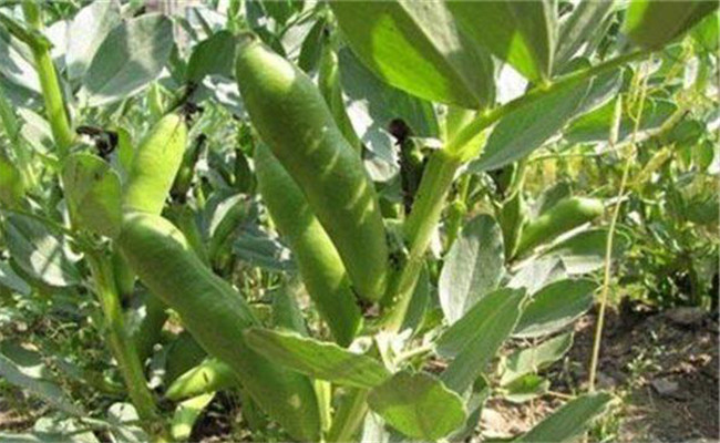 蚕豆的营养价值有哪些？蚕豆的保健功效简介