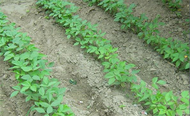 优质红小豆生产栽培技术与种植步骤