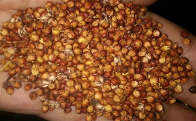 高粱耕作与种植技术 高粱耕作与种植技术