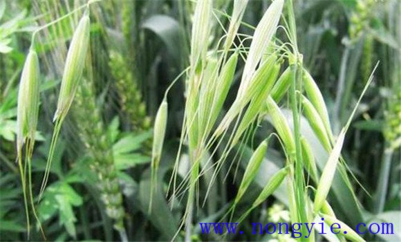 燕麦播种深度多少合适 燕麦播种时期和方法
