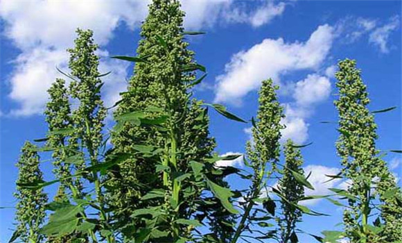 藜麦种植条件 藜麦高产种植技术要点