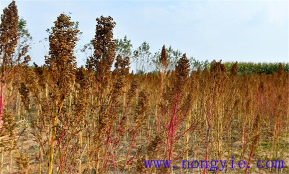 藜麦种植条件 藜麦高产种植技术要点
