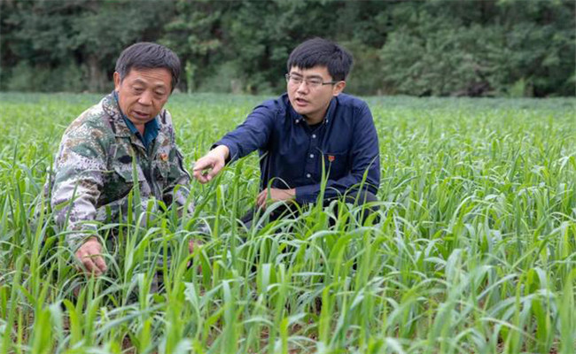 小米种植如何施种肥，如何追肥？
