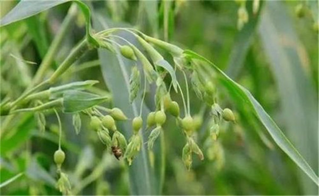 薏苡种植技术及科学施肥方法