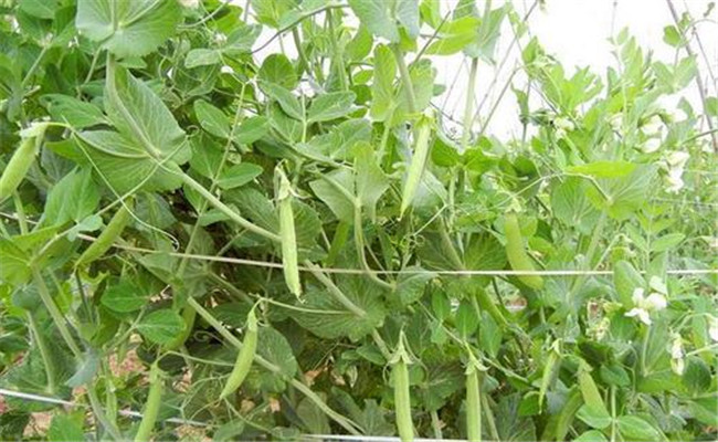 甘薯、甜豌豆高效栽培新模式
