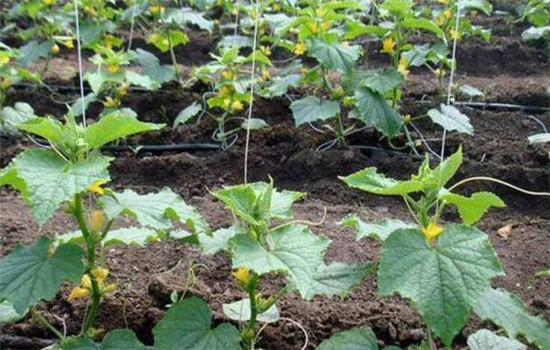 黄瓜栽培技术与管理：育苗、定植与管理