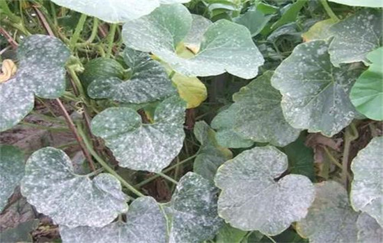 黄瓜病虫害防治：黄瓜霜霉病、白粉病、红蜘蛛