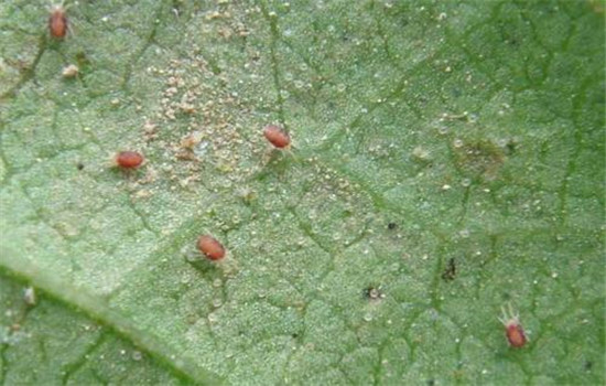 黄瓜病虫害防治：黄瓜霜霉病、白粉病、红蜘蛛