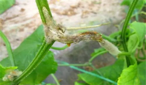 黄瓜蔓枯病用什么药 怎样防治黄瓜蔓枯病