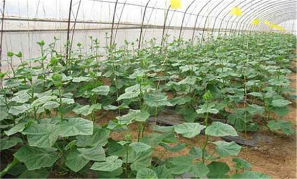 温室黄瓜种植技术和管理新方法，共分五步骤