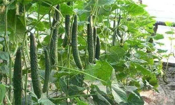 温室黄瓜种植技术和管理新方法，共分五步骤
