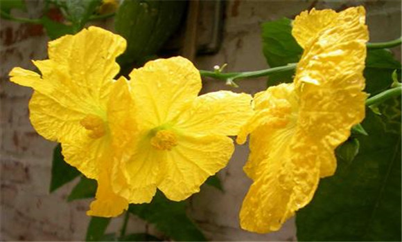 丝瓜烂花怎么办 丝瓜烂花的原因及防治方法
