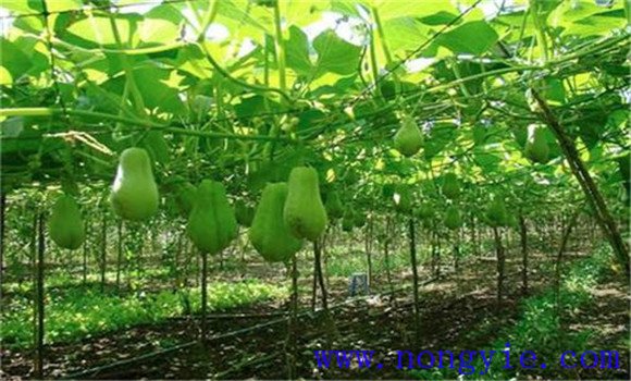 北方地区佛手瓜的种植方法