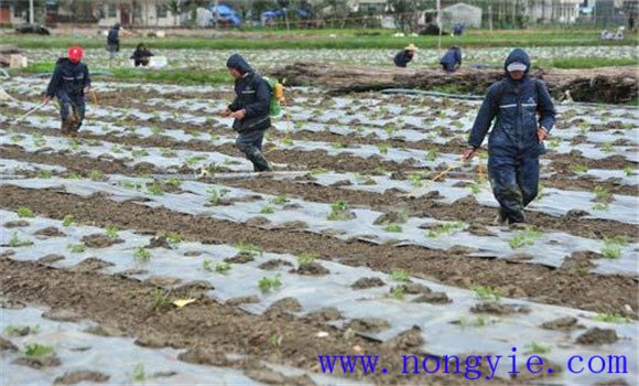 苦瓜种植管理技术与主要步骤