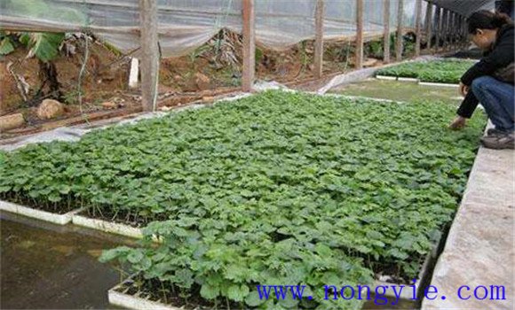 苦瓜种植管理技术与主要步骤