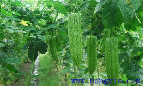苦瓜的田间管理用打叉吗?苦瓜的田间管理技术