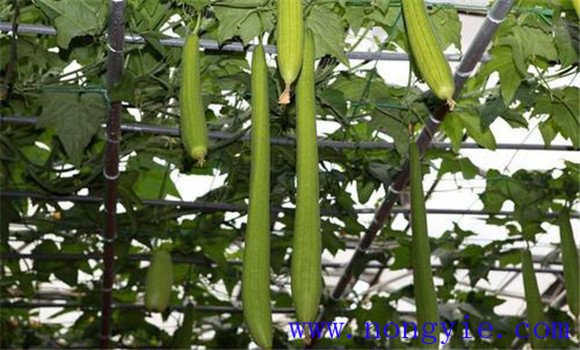 阳台丝瓜种植技术 阳台丝瓜的种植方法