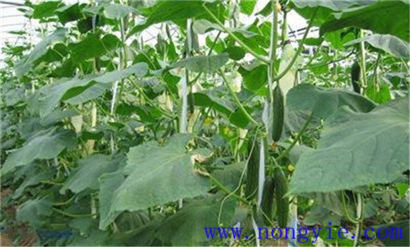 冬春茬黄瓜的栽培季节 冬春茬黄瓜栽培技术要点