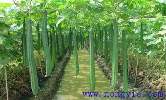 丝瓜种植温度要求 丝瓜种植方法与技术要点