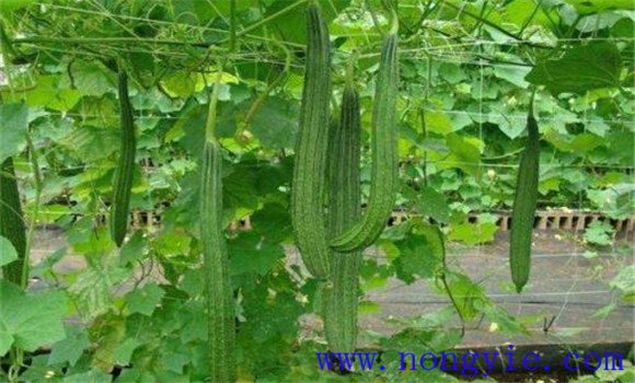 丝瓜种植温度要求 丝瓜种植方法与技术要点