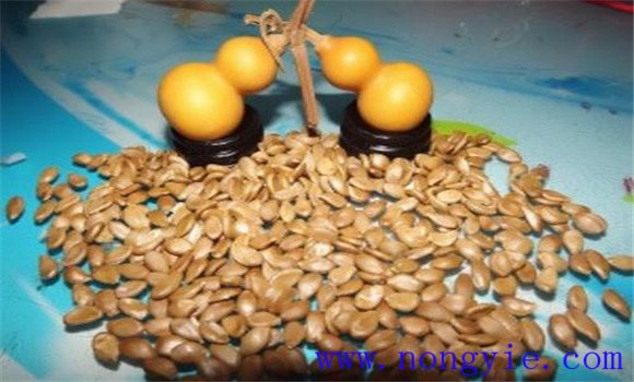 葫芦种子什么时候种最合适 葫芦种子怎么催芽