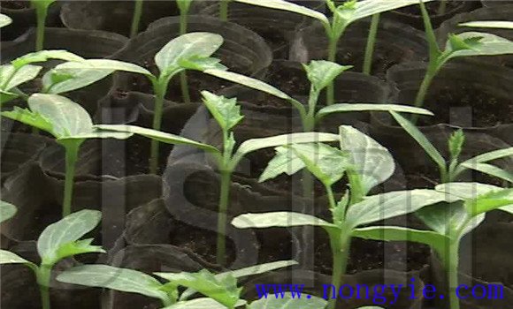 丝瓜育苗温度要求 丝瓜育苗种植时间及技术要点