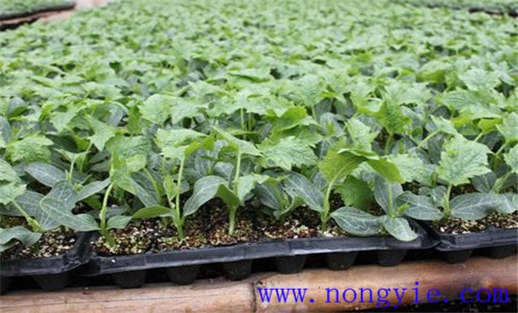 丝瓜育苗温度要求 丝瓜育苗种植时间及技术要点