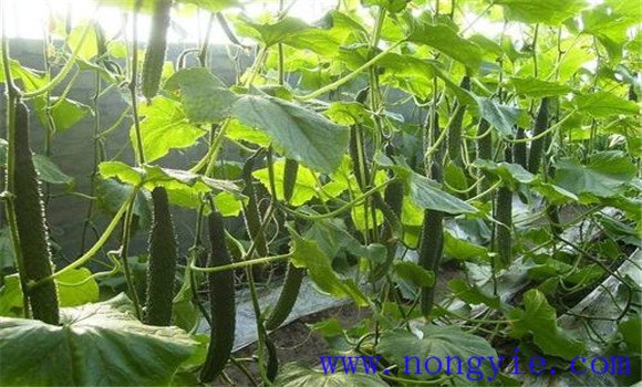 黄瓜叶枯病发病原因是什么 黄瓜叶枯病打什么药