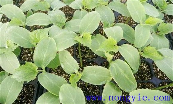 黄瓜苗什么时候育苗好 黄瓜苗怎么管理