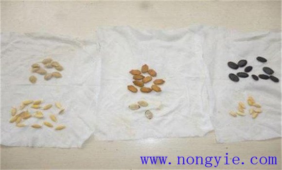 黄瓜苗什么时候育苗好 黄瓜苗怎么管理