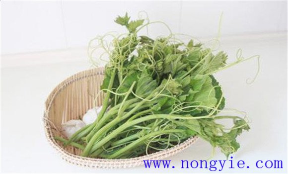 南瓜苗什么时候种植 南瓜苗怎样种植才高产