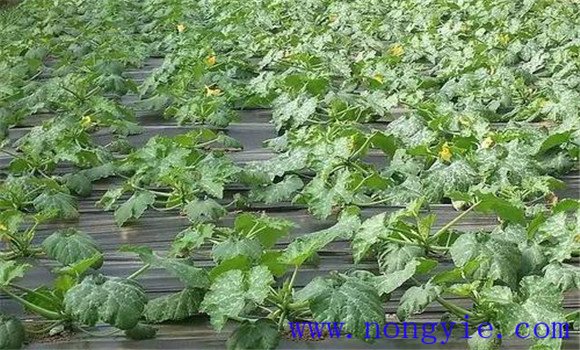 西葫芦种植方法 西葫芦栽培管理技术要点