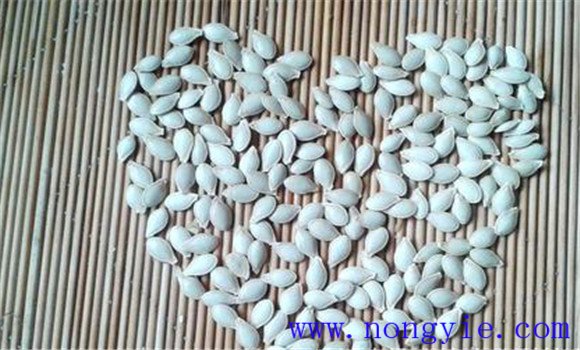 金丝瓜的种植和管理技术要点与主要步骤
