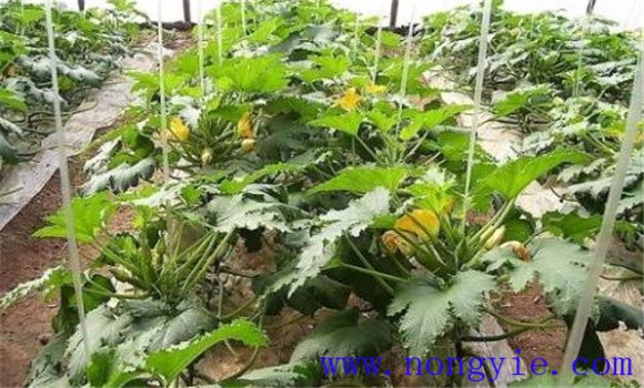 秋季西葫芦几月份种植 秋季西葫芦种植技术