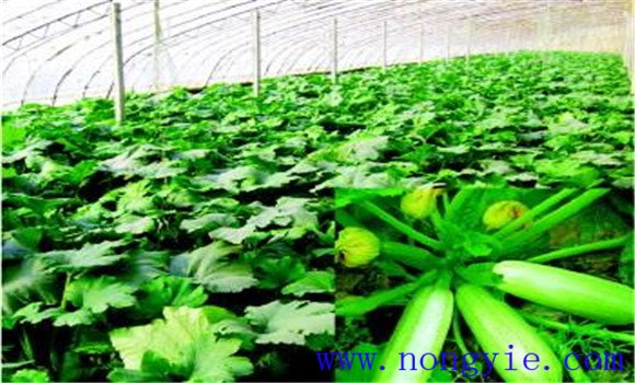 秋季西葫芦几月份种植 秋季西葫芦种植技术