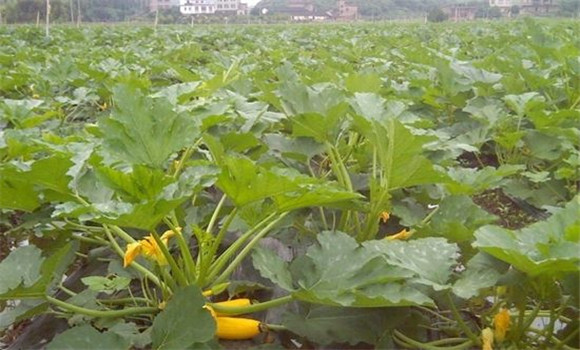 西葫芦种植密度是多少 西葫芦定植后的管理要点 西葫芦种植密度是多少 西葫芦定植后的管理要点