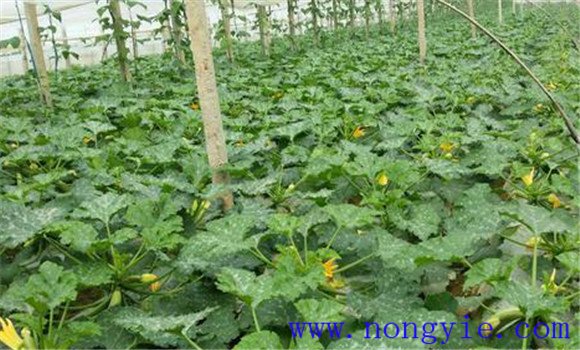 西葫芦种植密度是多少 西葫芦定植后的管理要点 西葫芦种植密度是多少 西葫芦定植后的管理要点