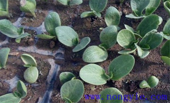 蜜本南瓜种植技术要点 蜜本南瓜的定植密度