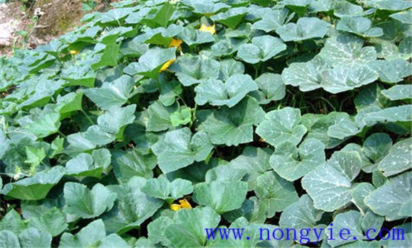 蜜本南瓜种植技术要点 蜜本南瓜的定植密度