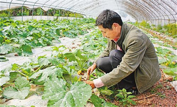蜜本南瓜种植时间 蜜本南瓜什么时候种植