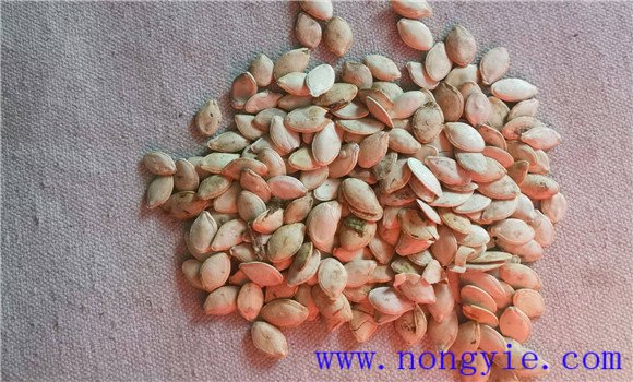 蜜本南瓜栽培技术要点与步骤 蜜本南瓜栽培技术要点与步骤