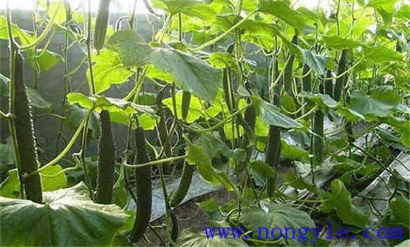 黄瓜的需肥规律 黄瓜施肥的正确方法