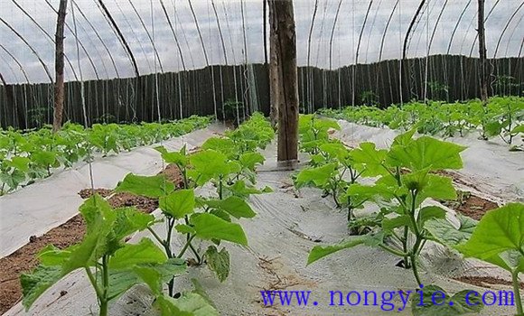 西葫芦定植后的管理技术要点 如何进行温度管理