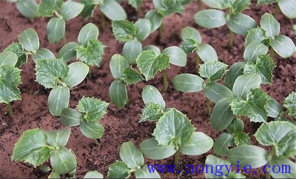 温室黄瓜栽培管理技术 温室黄瓜定植后温度管理