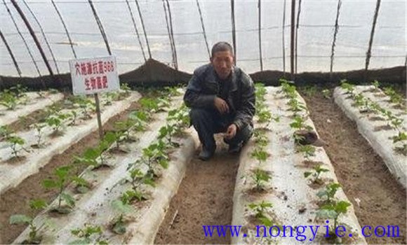 温室黄瓜栽培管理技术 温室黄瓜定植后温度管理