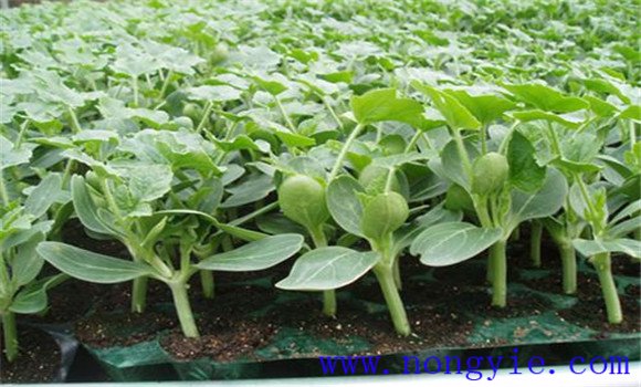 夏秋甜瓜种植时间是什么时候 甜瓜栽培管理技术
